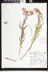 Asclepias tuberosa image