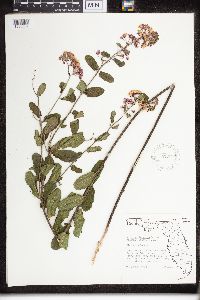 Asclepias tuberosa image