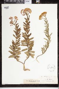 Asclepias tuberosa image