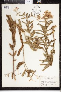 Asclepias tuberosa image