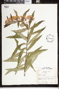 Asclepias tuberosa image