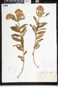 Asclepias tuberosa image