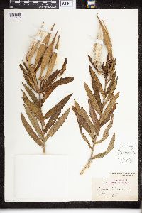 Asclepias tuberosa image
