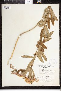 Asclepias tuberosa image
