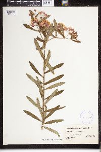 Asclepias tuberosa image