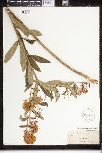 Asclepias tuberosa image