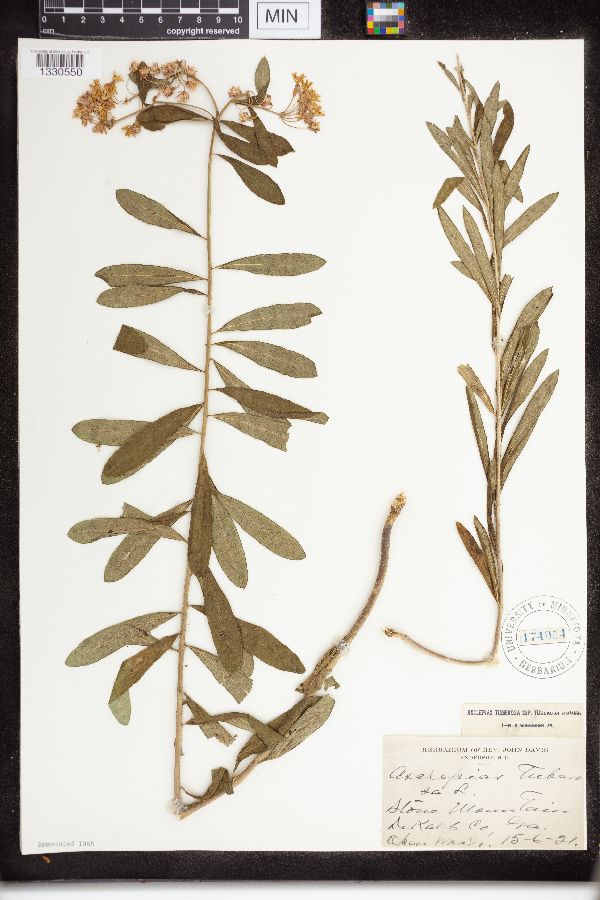 Asclepias tuberosa subsp. tuberosa image