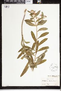 Asclepias tuberosa image