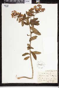 Asclepias tuberosa image