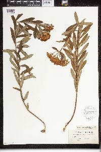 Asclepias tuberosa image
