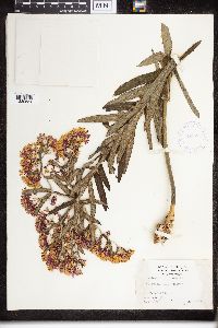 Asclepias tuberosa image