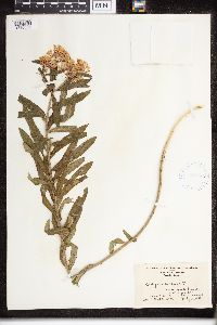 Asclepias tuberosa image