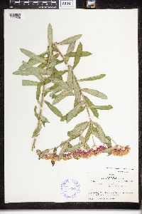 Asclepias tuberosa image