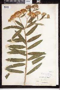 Asclepias tuberosa image