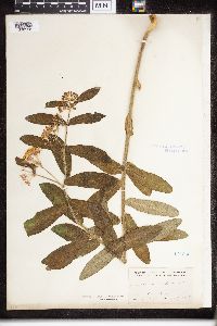 Asclepias tuberosa image