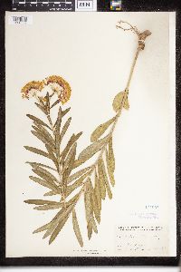 Asclepias tuberosa image