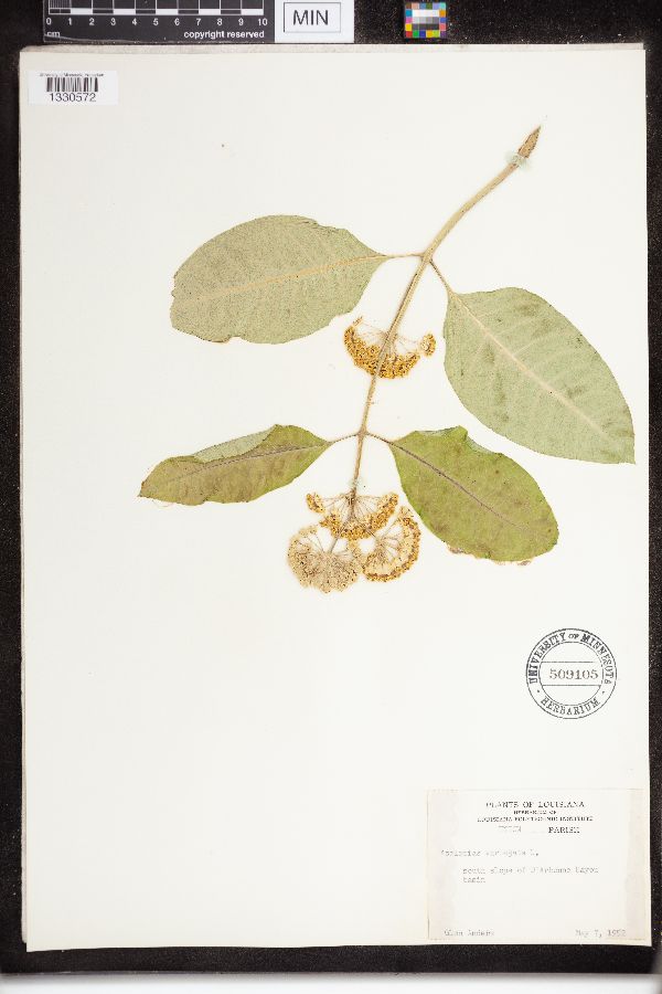 Asclepias variegata image