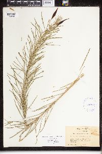 Thumbnail image of current specimen