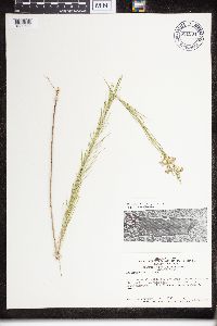 Thumbnail image of current specimen