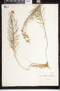 Thumbnail image of current specimen