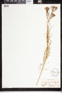 Asclepias verticillata image