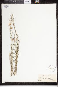 Asclepias verticillata image