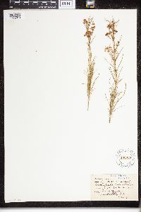 Asclepias verticillata image