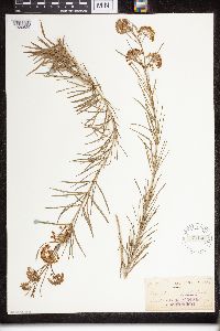 Asclepias verticillata image