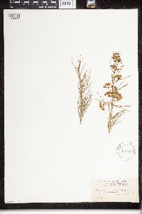 Asclepias verticillata image