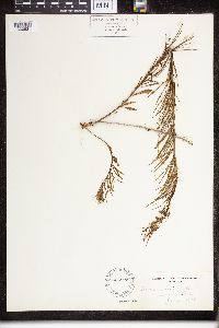 Asclepias verticillata image