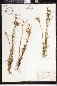 Asclepias verticillata image