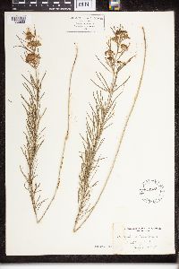 Asclepias verticillata image