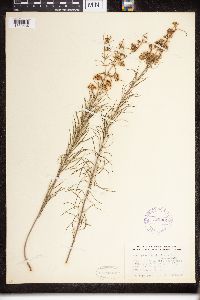 Asclepias verticillata image