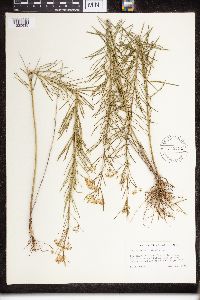 Asclepias verticillata image