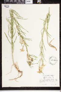 Asclepias verticillata image