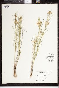 Asclepias verticillata image