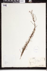 Asclepias verticillata image