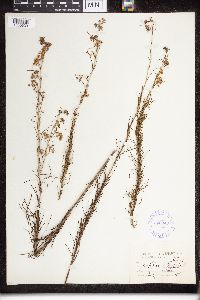 Asclepias verticillata image