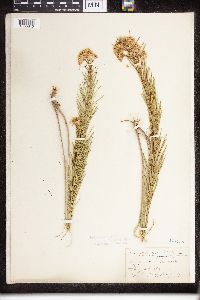 Asclepias verticillata image