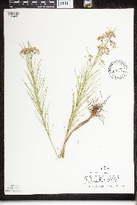 Asclepias verticillata image