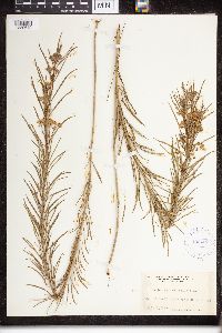 Asclepias verticillata image