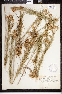 Asclepias verticillata image