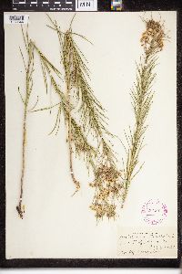 Asclepias verticillata image