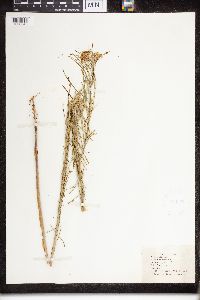 Asclepias verticillata image