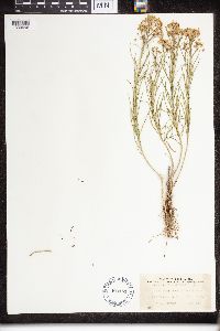 Asclepias verticillata image