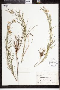 Asclepias verticillata image