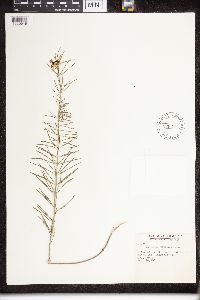 Asclepias verticillata image