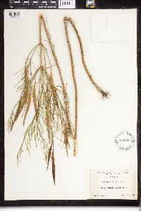 Asclepias verticillata image