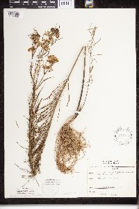 Asclepias verticillata image