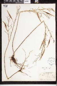 Asclepias verticillata image